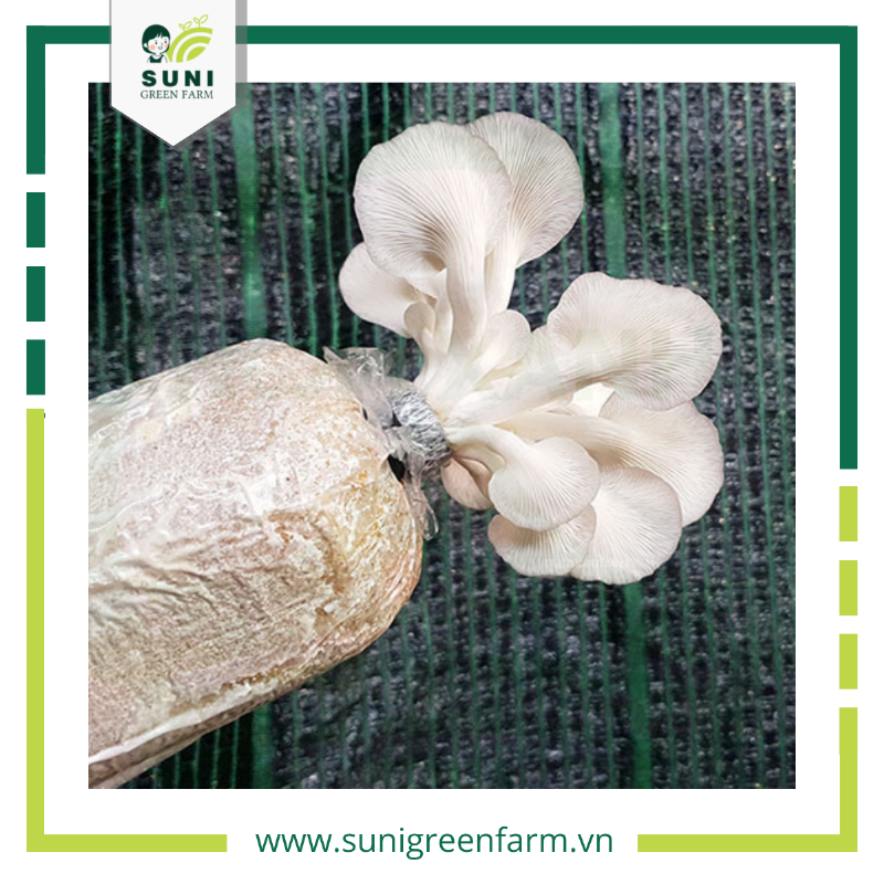 Nguyên liệu cần chuẩn bị để trồng nấm rơm trong thùng xốp tại nhà, bao gồm thùng xốp, rơm rạ, meo nấm và phụ gia
